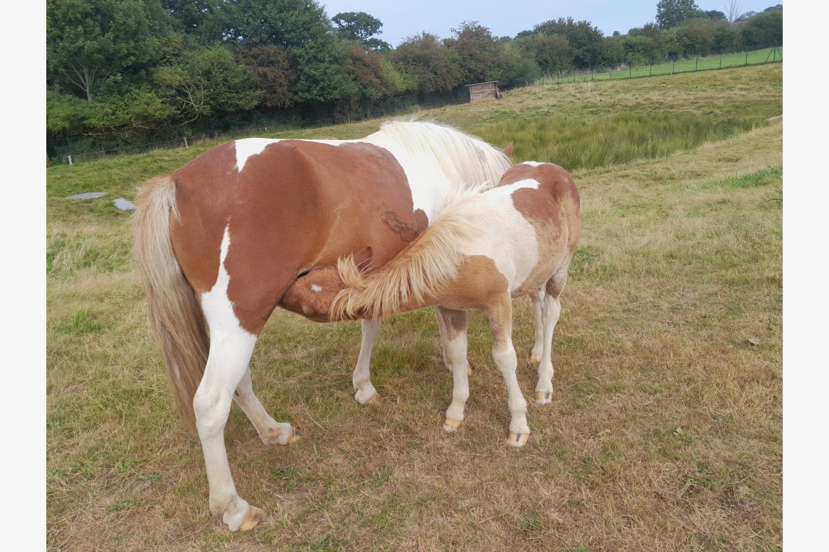 Poney de l'année - 30255897_30fe67c24b382db67e3819ddeb71493a.jpg