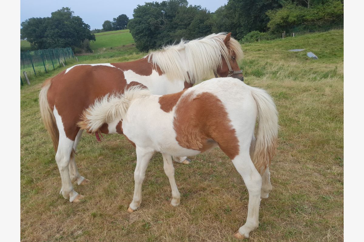 Photo 1 Poney de l'année