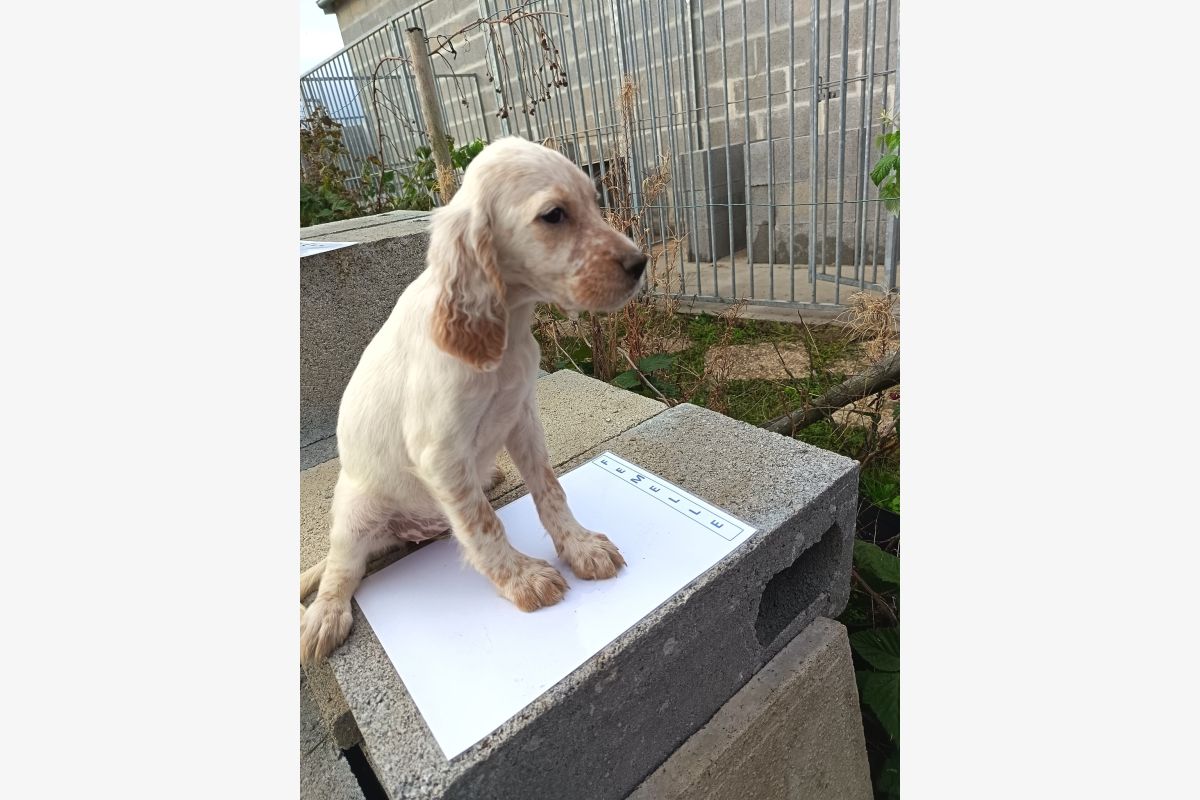 Photo 1 Chiots apparence setter anglais