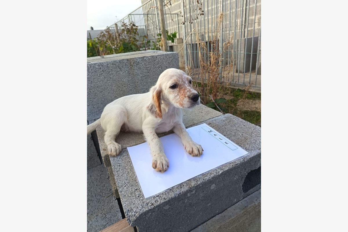 Chiots apparence setter anglais - 30256128_a77c91236ff5208ef06b6ed1bde0e686.jpg