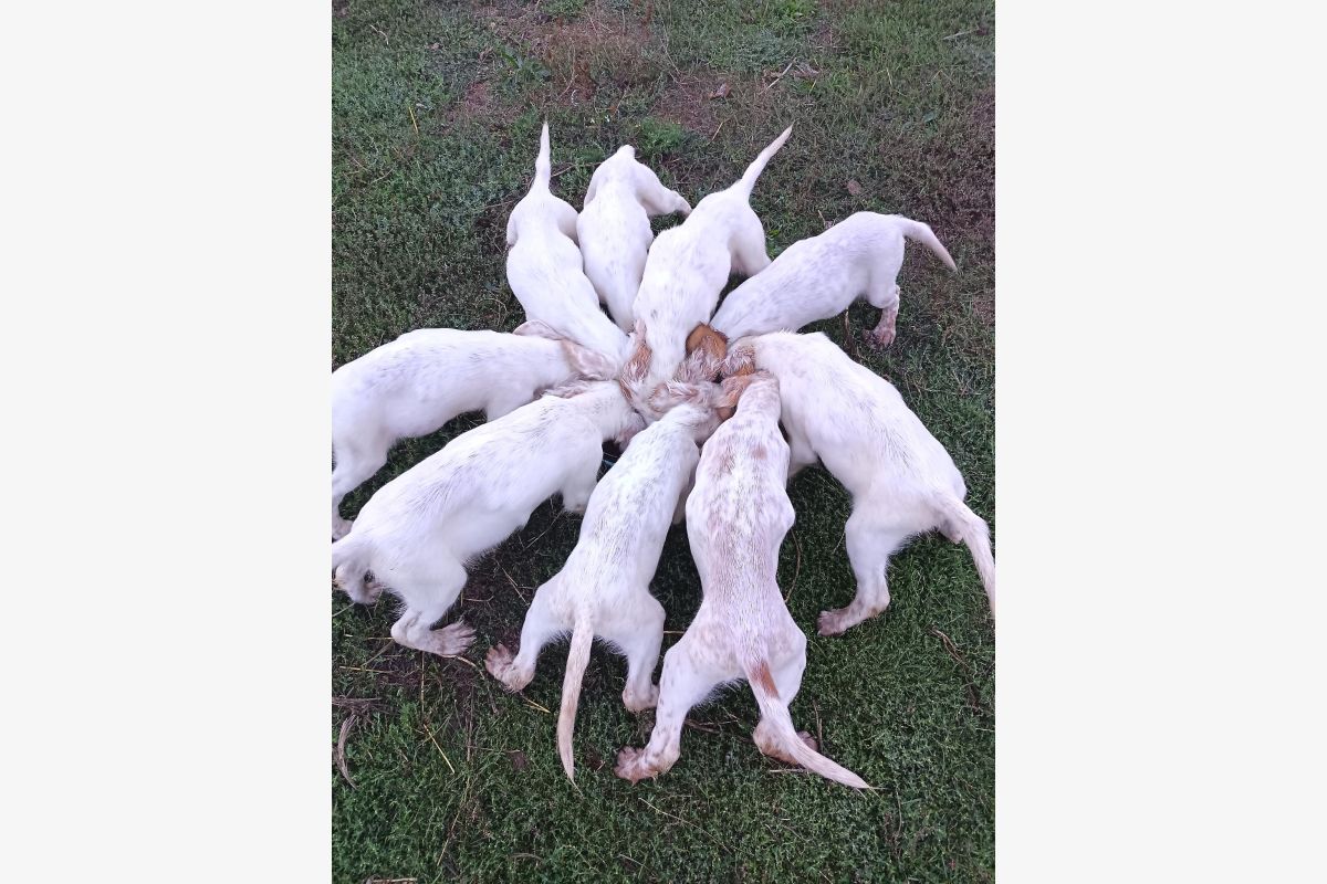 Chiots apparence setter anglais - 30256128_a924e541a3fc8e5eb69bb54087fa0b60.jpg