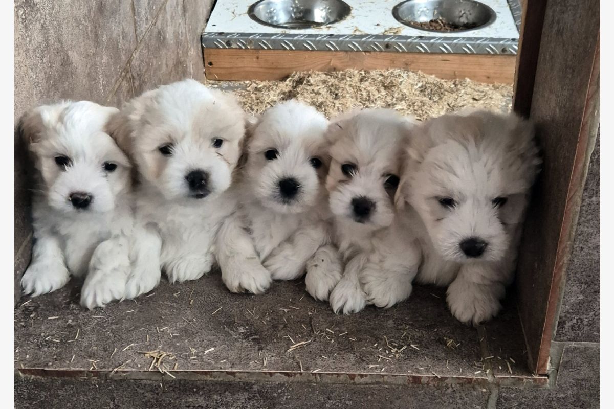 Photo 1 Apparence coton de tulear
