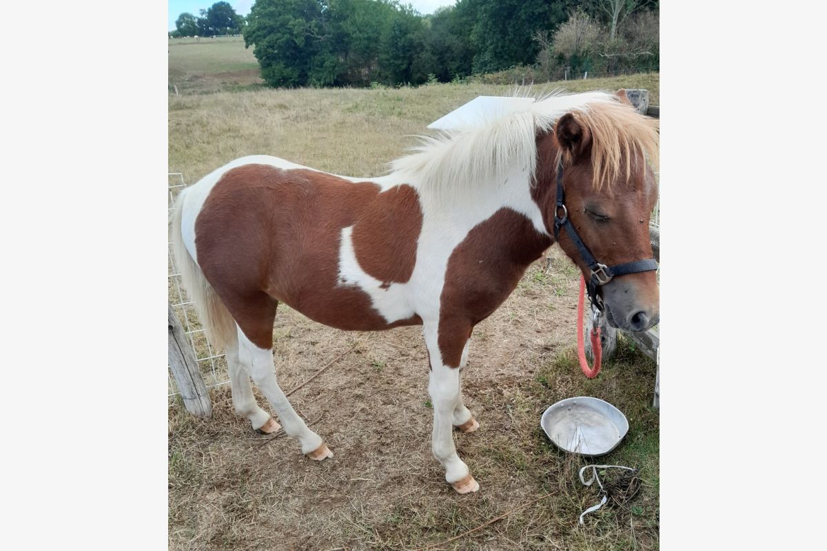Photo 1 Beau poney
