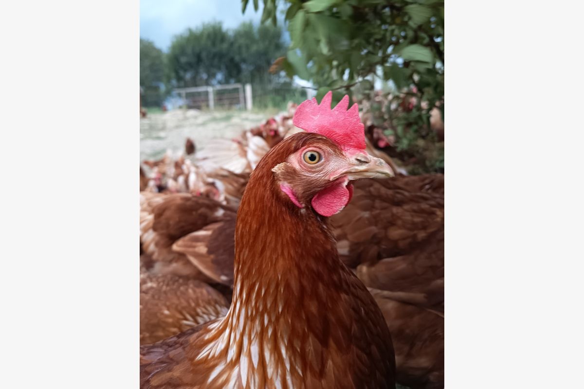 Photo 1 Poules pondeuses