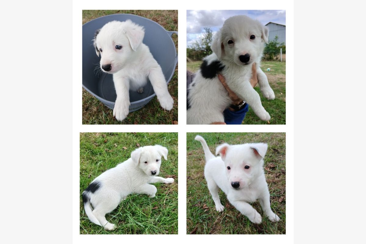 Photo 1 A vendre chiots race border collie non LOF