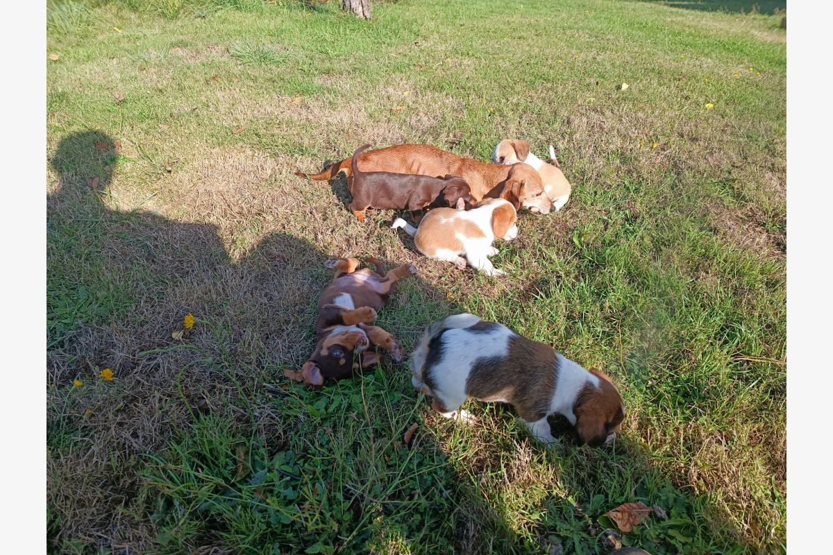 Photo 1 Chiots croisés