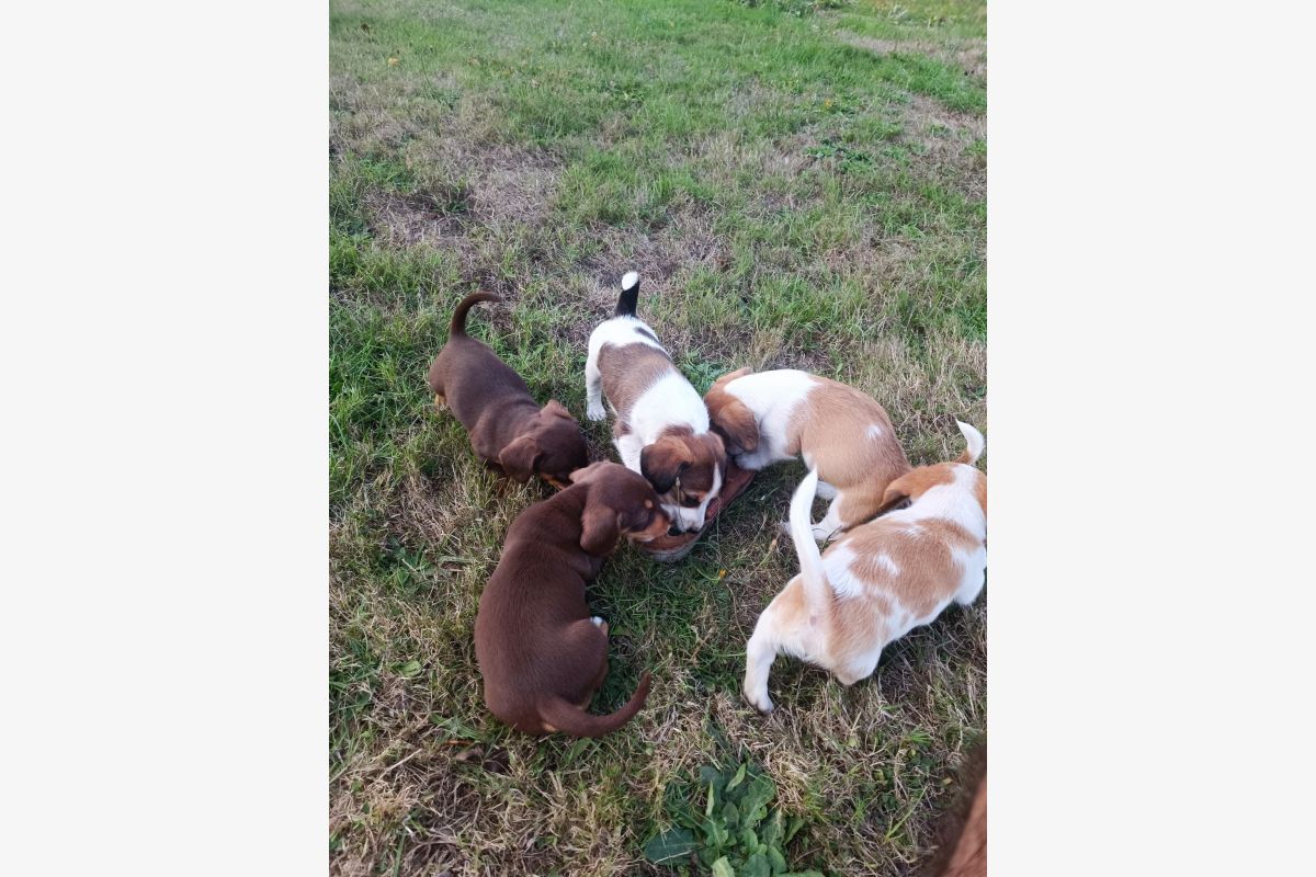 Chiots croisés - 30256851_a57959e859c2c8a71018efdedd4af15f.jpg