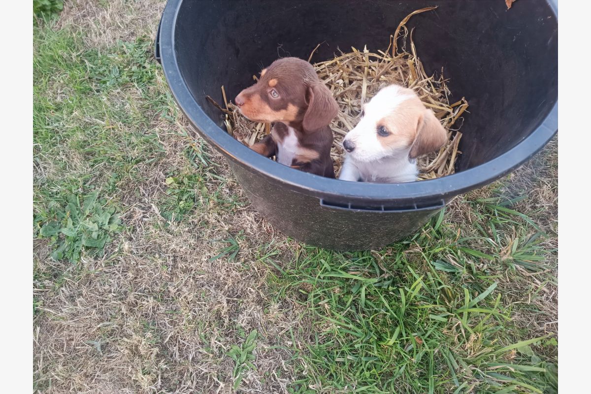Chiots croisés - 30256851_c4335c01e3554e760cfc5f3160af7010.jpg