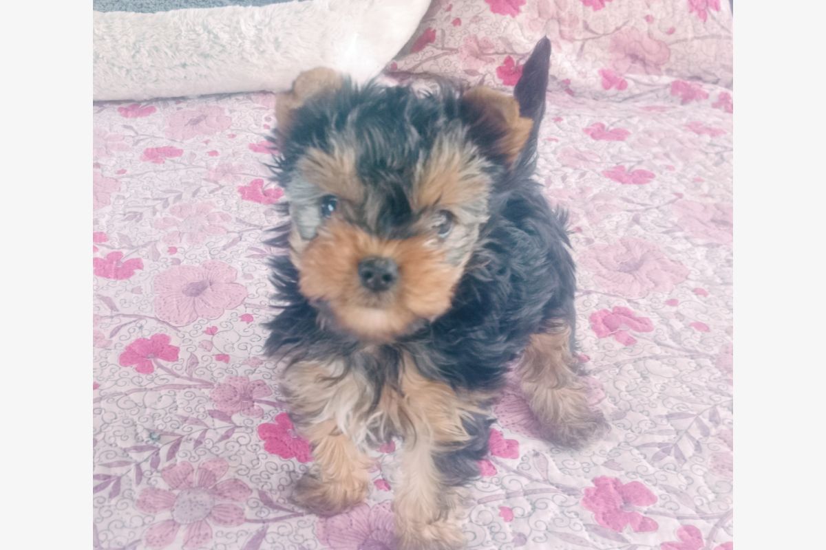 Photo 1 Chiot apparence yorkshire