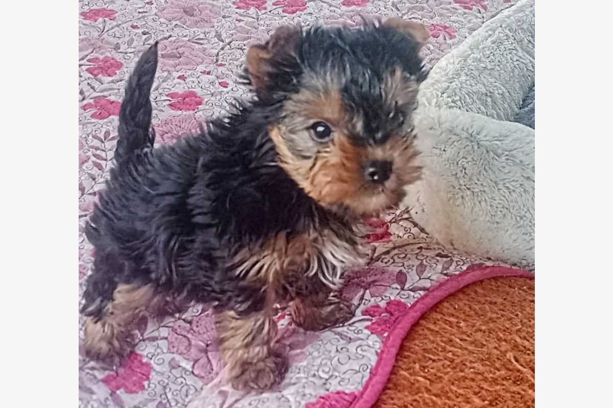Chiot apparence yorkshire - 30257081_4e6600c46bb1a5932ff392a897734e53.jpg