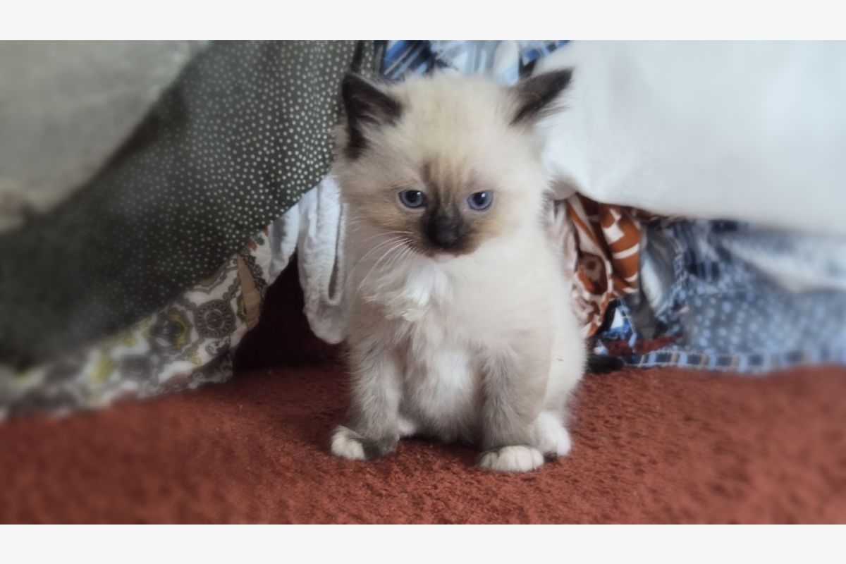 Photo 1 Apparence ragdoll