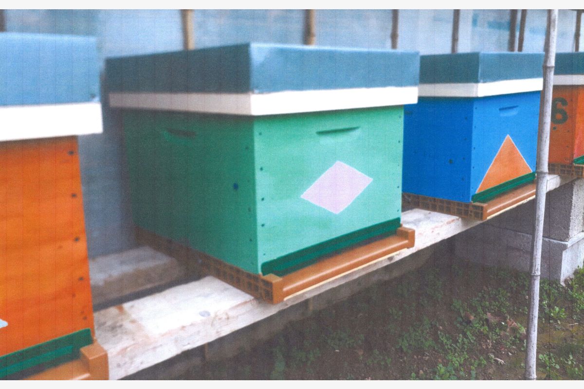 Photo 1 Ruches Dadant