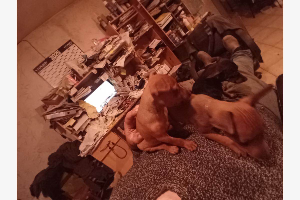 chiot pinscher nain  - 30257496_89742e2c91700b07a8745e5eb5c1123b.jpg