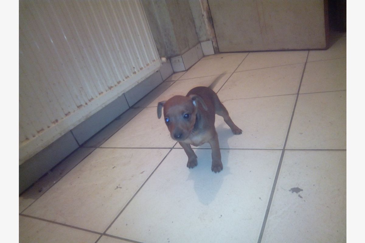 chiot pinscher nain  - 30257496_95f42375ead4a811385c22f24eb11157.jpg