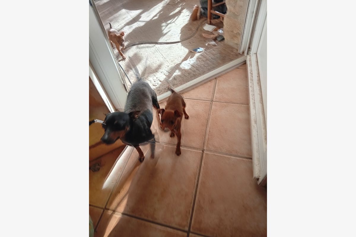 Photo 1 chiot pinscher nain 