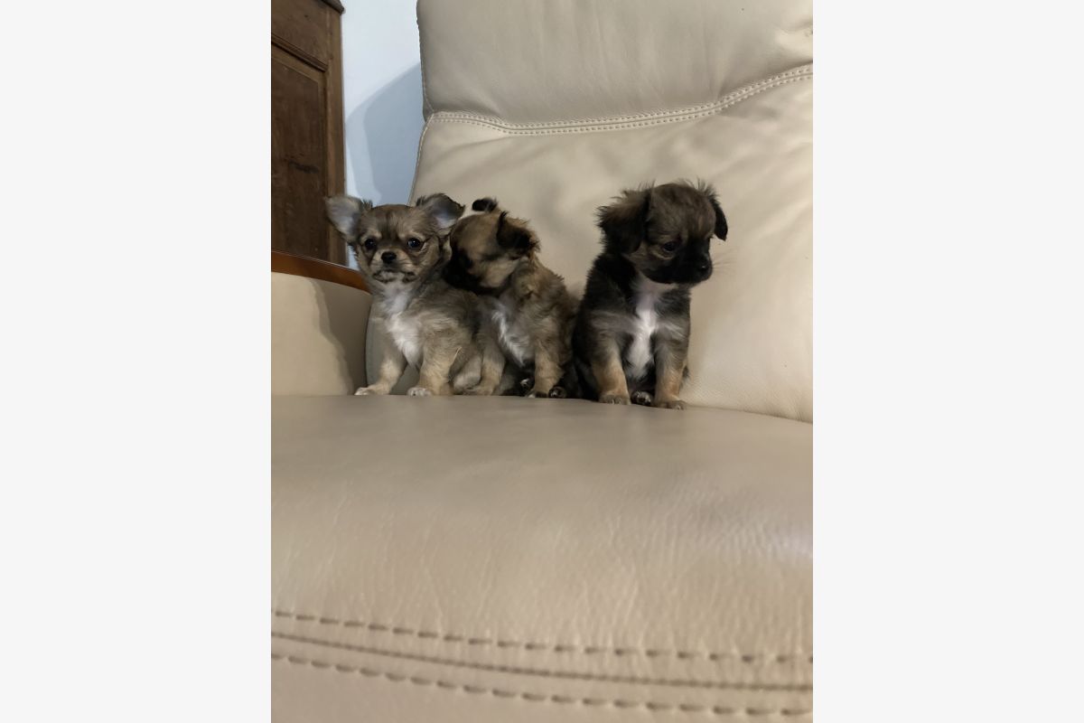 Chiots apparence chihuahua - 30257526_9bf8ef0d1107766843620fd66d9fcce9.jpg
