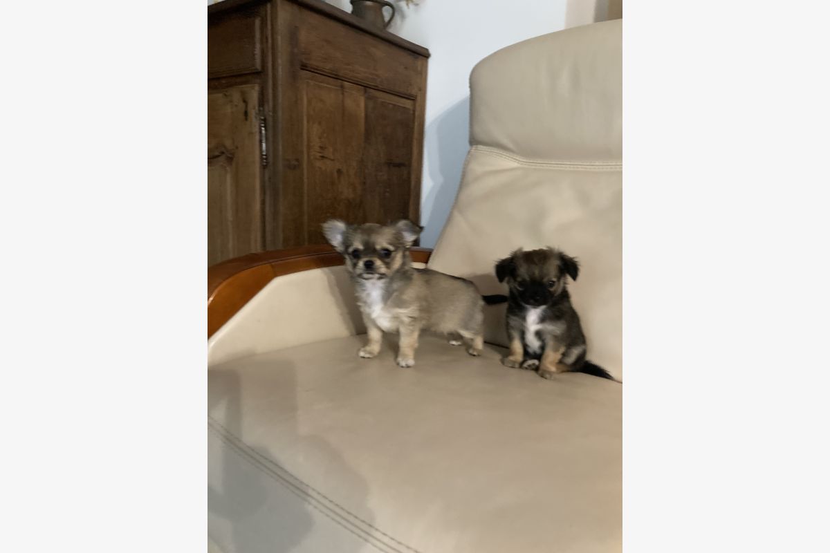 Chiots apparence chihuahua - 30257526_eca0c7b3fce942cd36935e06e89cfdc8.jpg