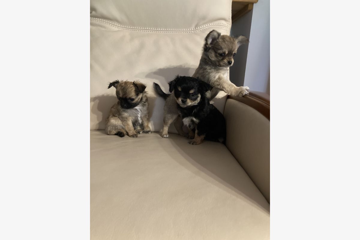 Photo 1 Chiots apparence chihuahua
