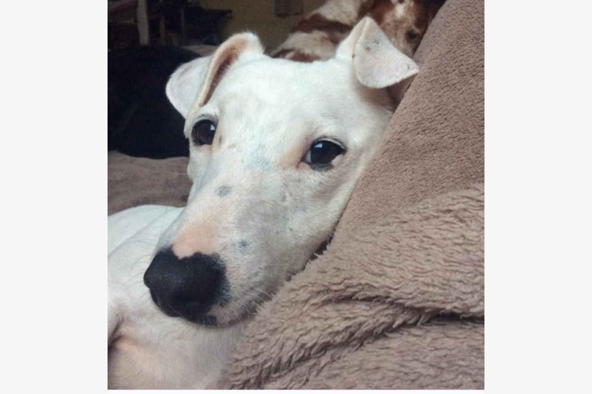 Photo 1 Petit Jack Russell perdu