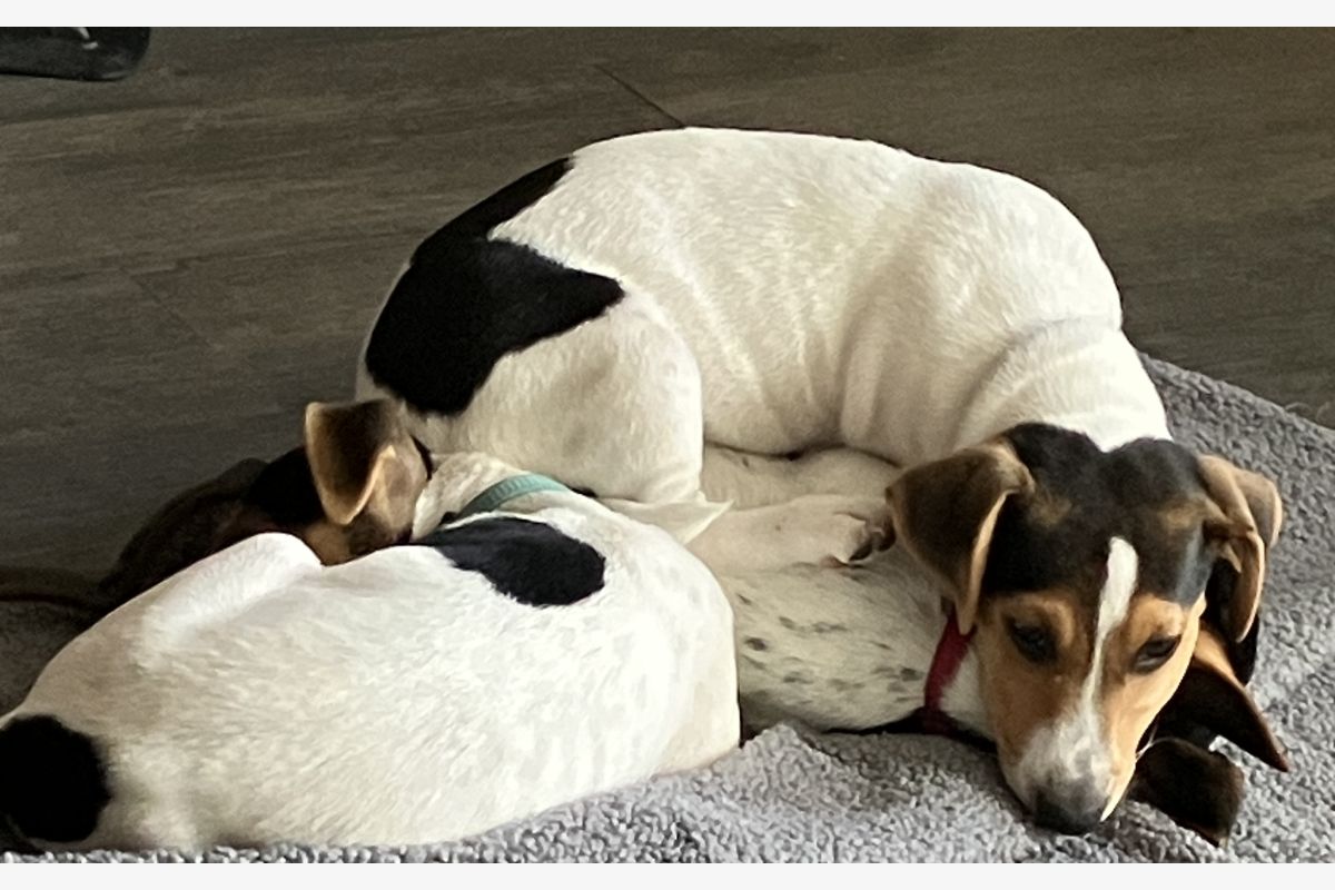 Chiots Jack Russell  - 30258153_562f19f9859b2969727ba45b708197c9.jpg