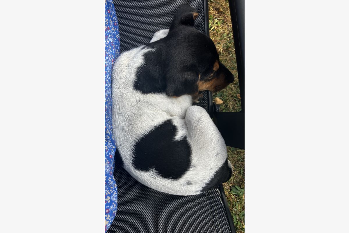 Chiots Jack Russell  - 30258153_7a7343e1a4aa0bb9bba62d088e014e43.jpg