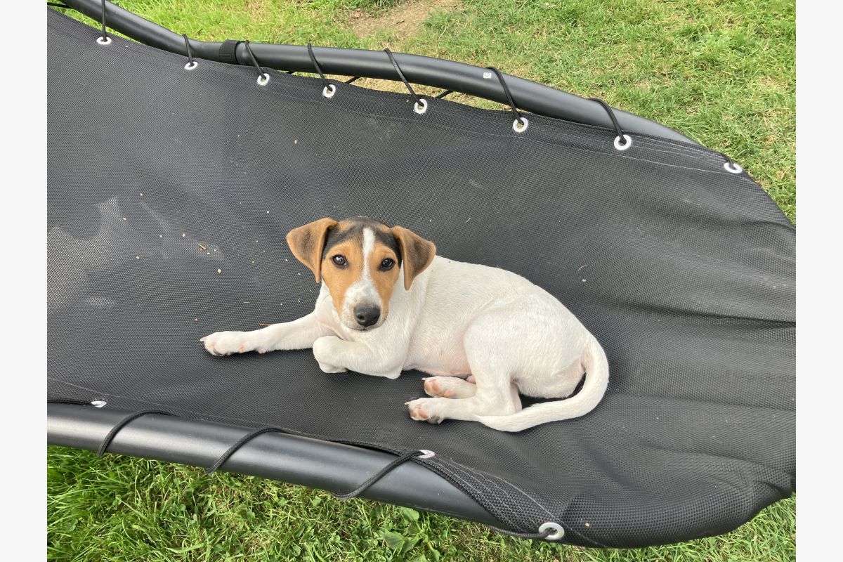 Photo 1 Chiots Jack Russell 