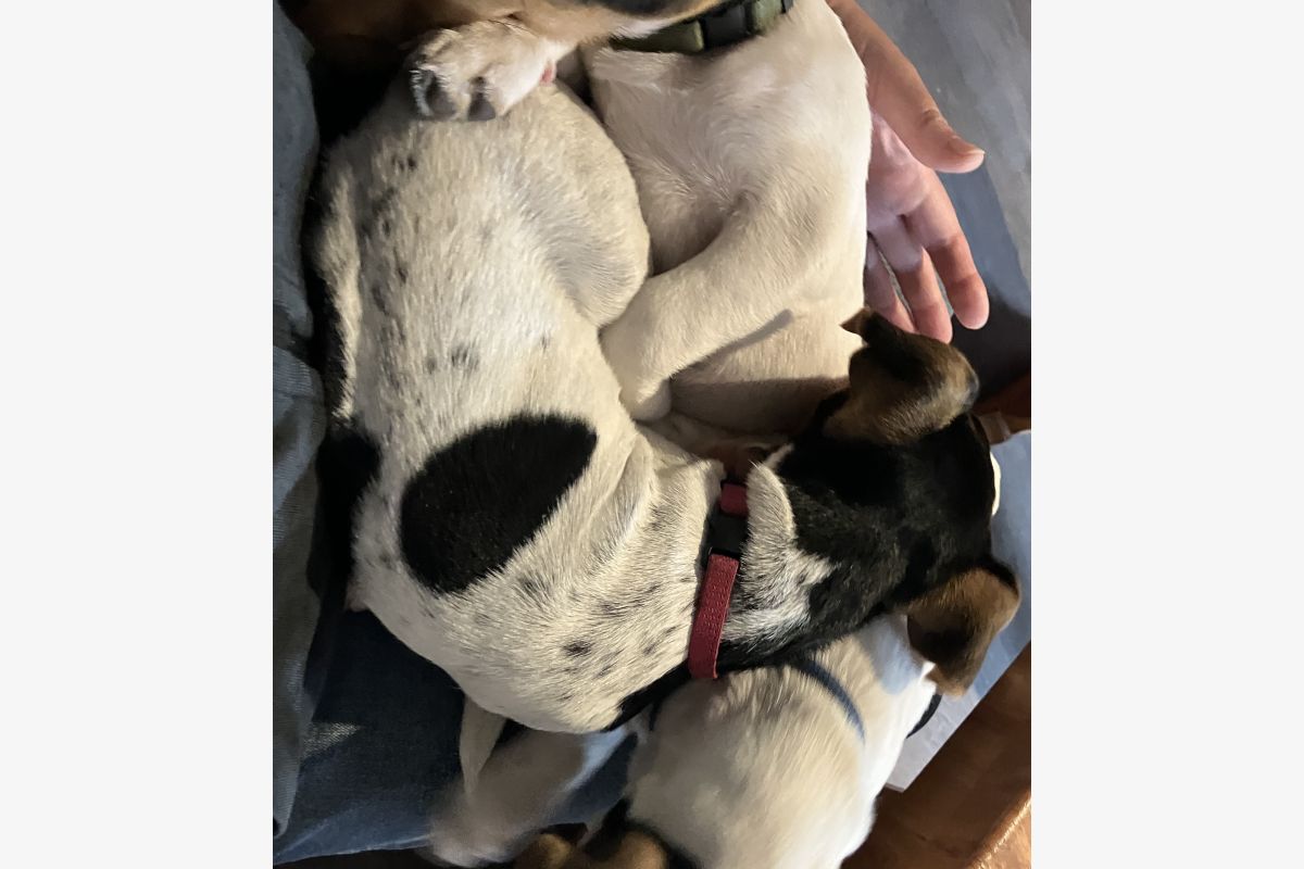 Photo 1 Chiots Jack Russell 