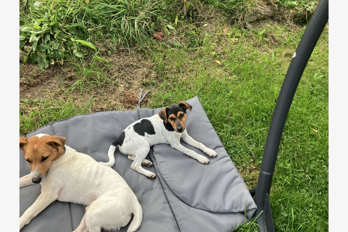 Chiots Jack Russell  - 30258153_959c6551cc9bb8ddb159817a9c49adcd.jpg