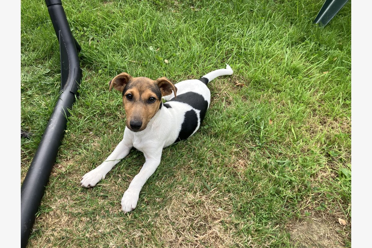 Chiots Jack Russell  - 30258153_e722f8ec20c62276bdaec41f9bb56f82.jpg