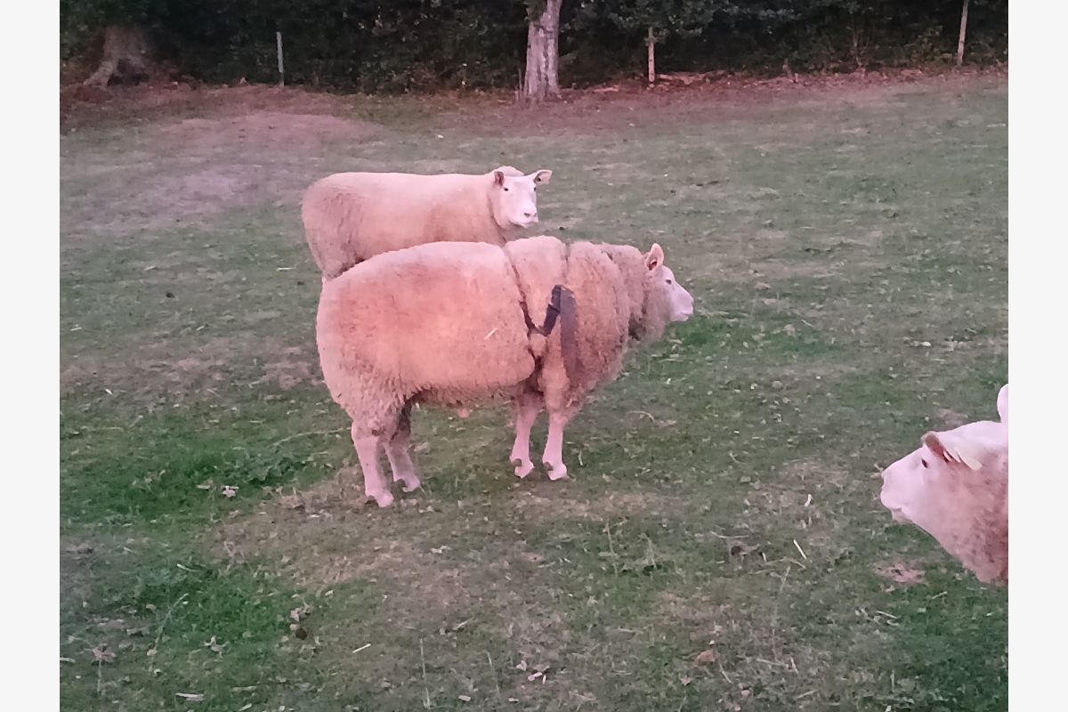 Photo 1 Blin cotentin 