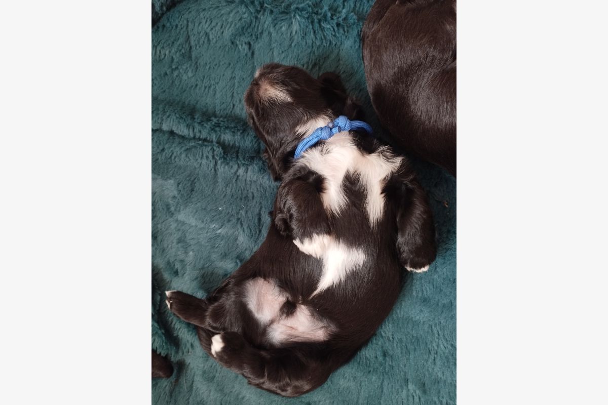 Photo 1 Chiots apparence lhassa apso