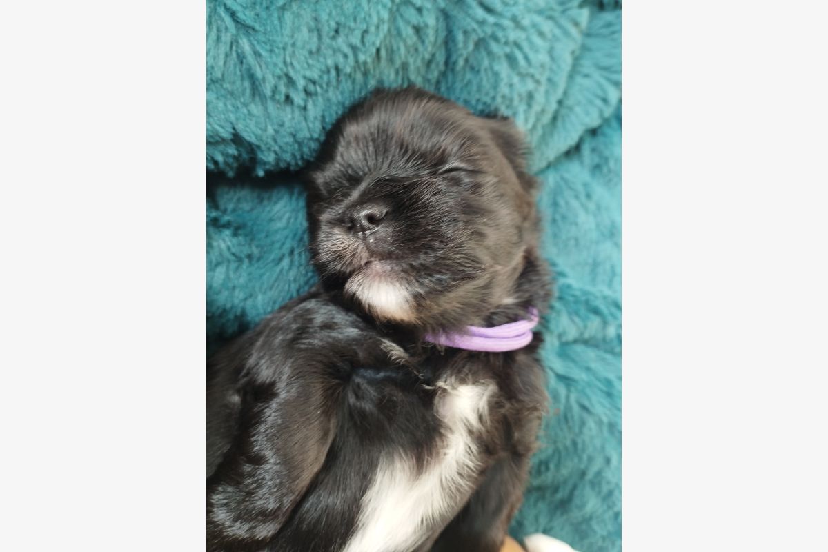 Chiots apparence lhassa apso - 30258993_75d27902decdfeb5db45e8857f1342d6.jpg