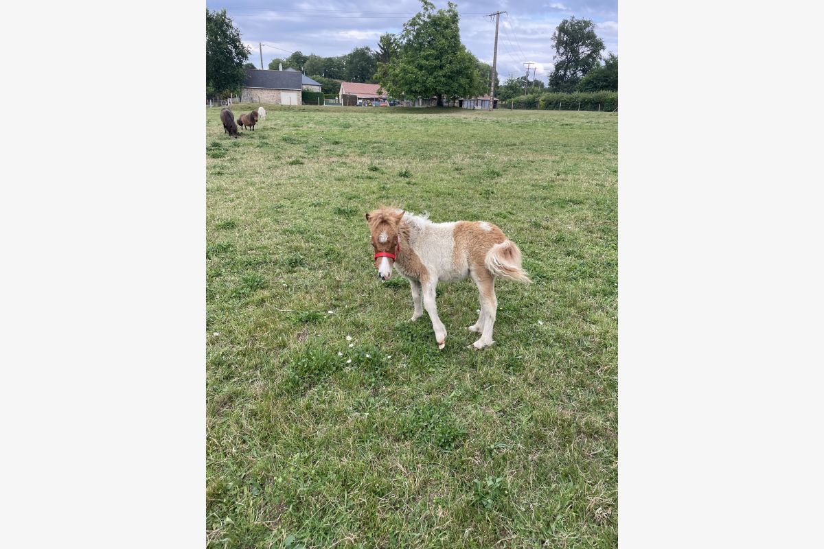 Petit poney de 6 mois  - 30258996_0177c8e29758e943913be8872aeb3f93.jpg