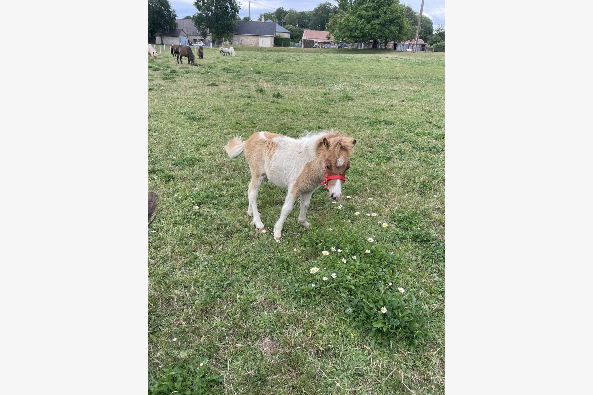 Photo 1 Petit poney de 6 mois 