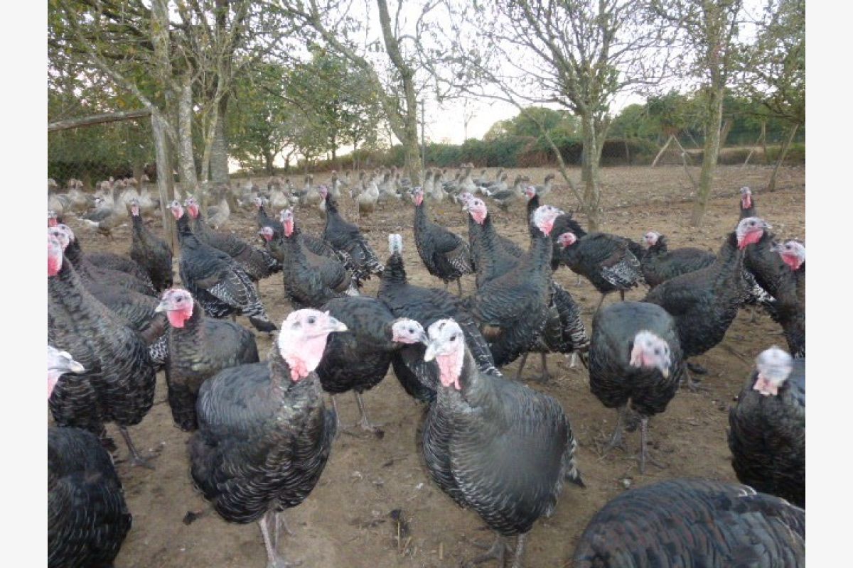 Photo 1 Vend POULETS en promotion  