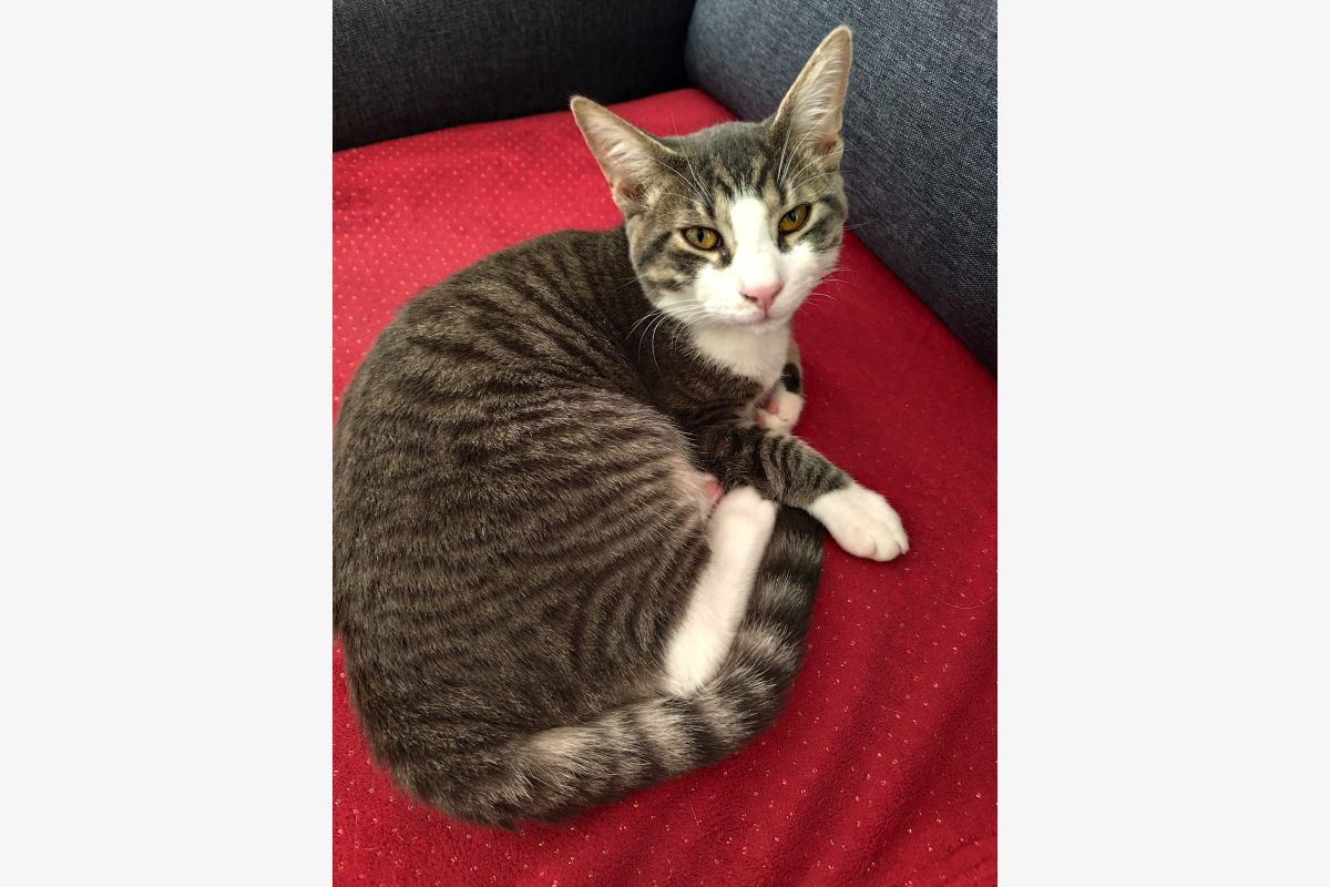 Photo 1 Chaton