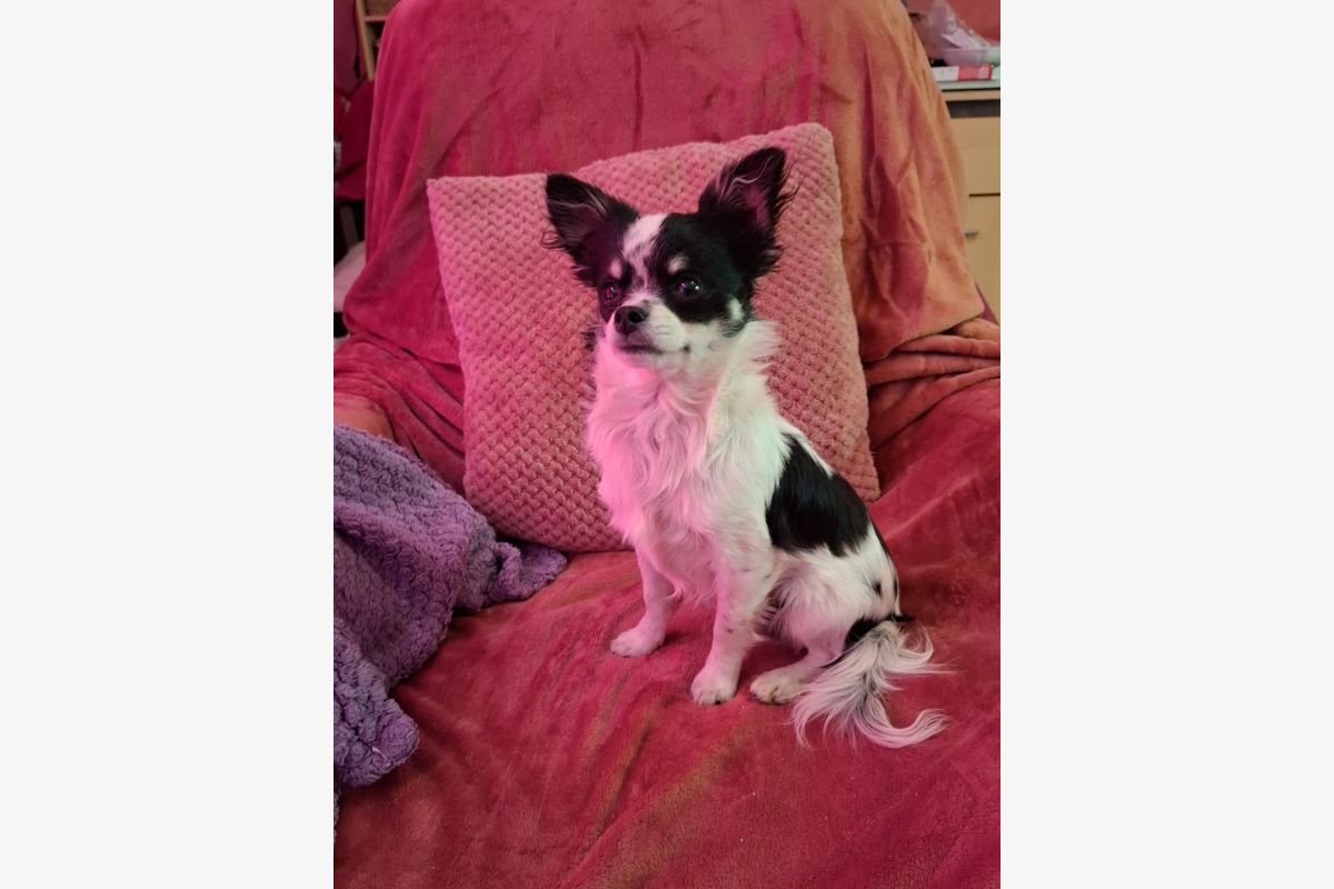 Photo 1 Chiot chihuahua 