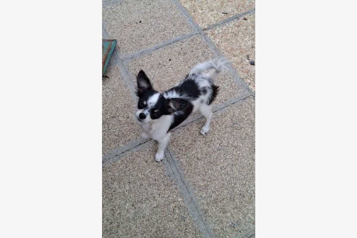 Chiot chihuahua  - 30259654_97ed9464b3c259ef157231f59cc1f1bc.jpg