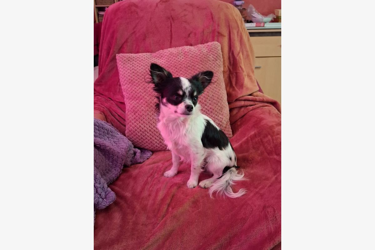 Chiot chihuahua  - 30259654_f89233c6ce7ea013dd099588efd0570c.jpg