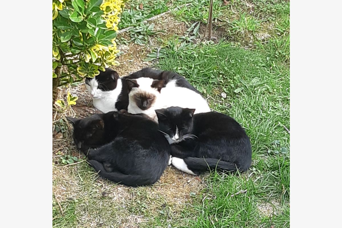 Photo 1 Donne chaton