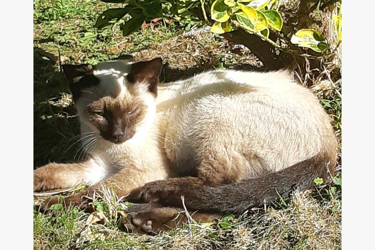 Donne chaton - 30259860_87dc1d732367e734c2d3d5f06349ea3f.jpg