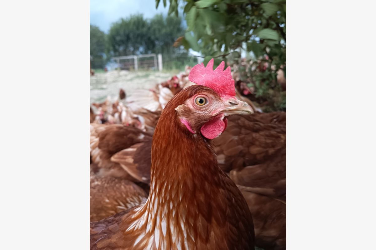 Photo 1 Poules pondeuses