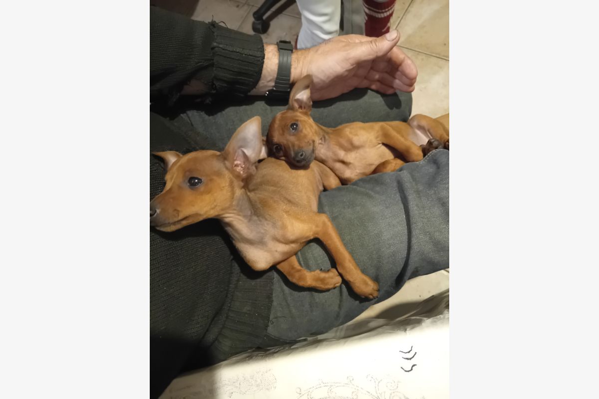 Photo 1 chiot pinscher nain 