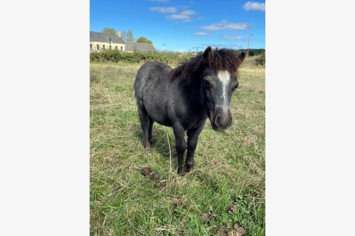 Photo 1 Poney shetland