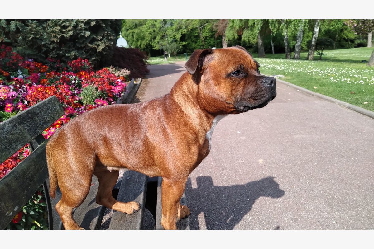 Photo 1 Chiots Staffordshire Bull Terrier staffie rouge masque noir 
