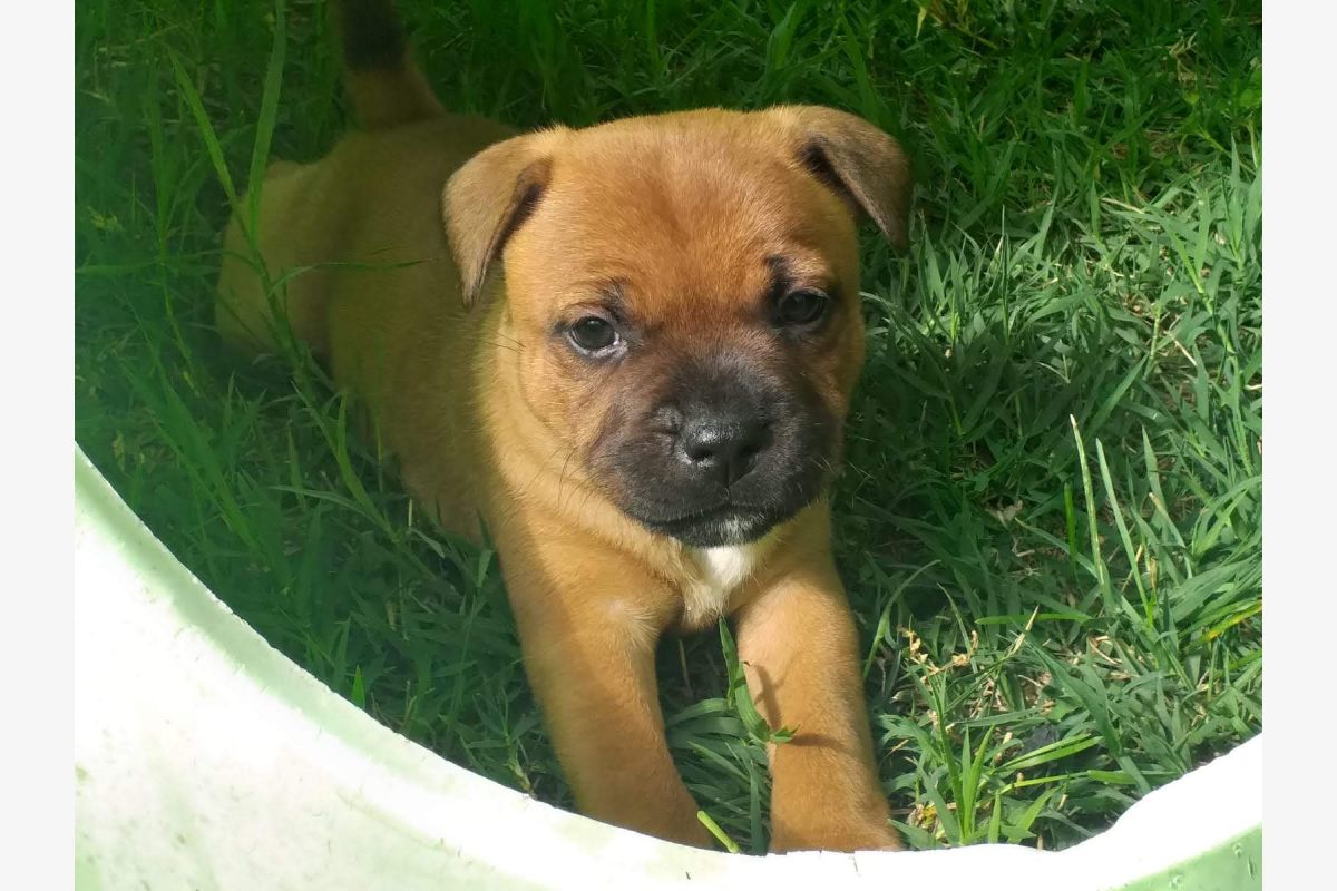 Chiots Staffordshire Bull Terrier staffie rouge masque noir  - 30260440_b5a83bb54ab4cc0723748ac31593d79f.jpg