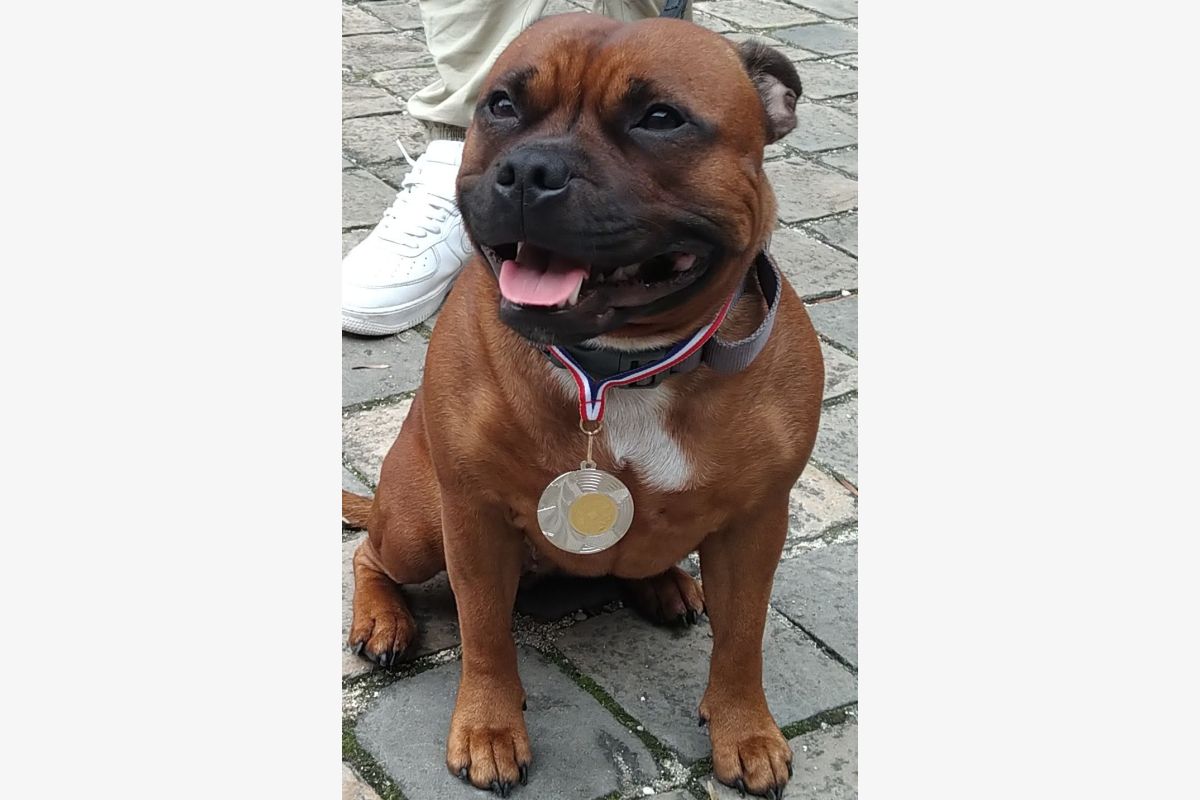Chiots Staffordshire Bull Terrier staffie rouge masque noir  - 30260440_cd463dce9e4a71a7d8ebb6acd298bcaf.jpg