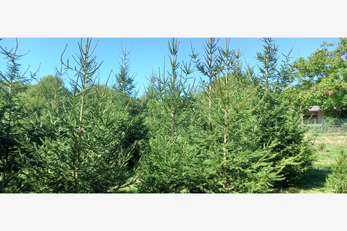 Grands sapins de Noël, à réserver  - 30260549_a05669ea2c9a235e47d24bb0e032ba5e.jpg