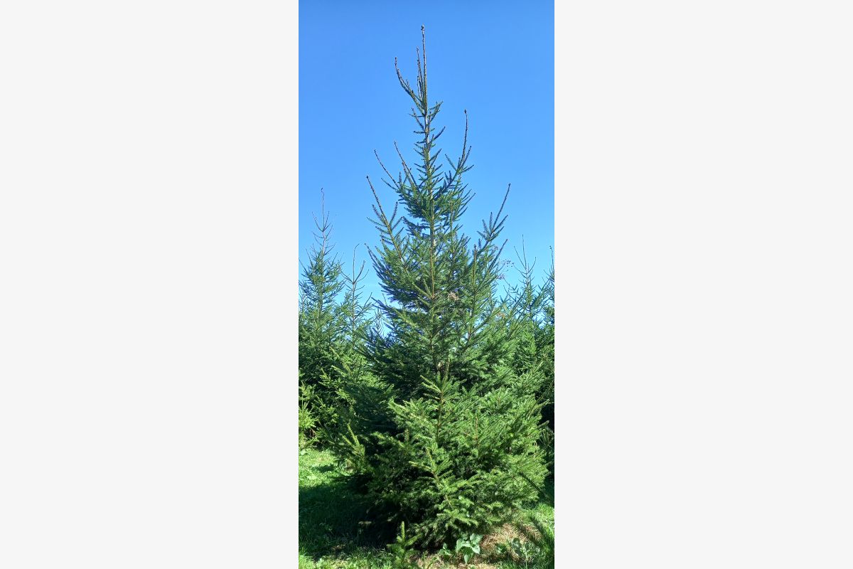 Photo 1 Grands sapins de Noël, à réserver 