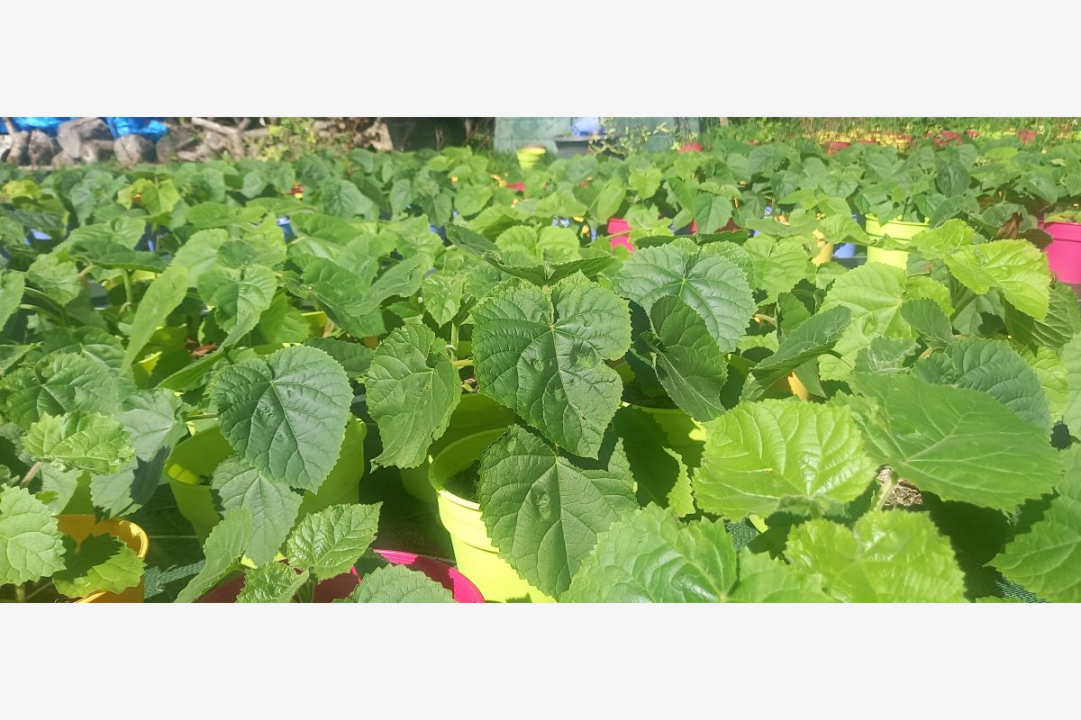 Photo 1 Paulownias en pots